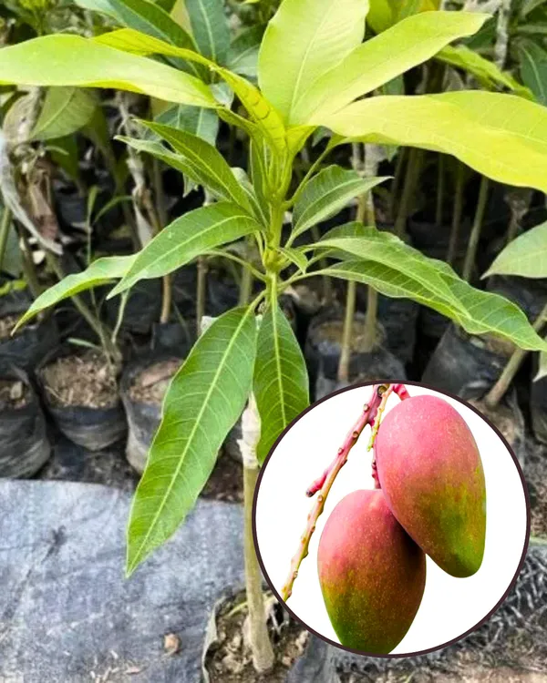 Sindhu_Mango_Plant_|_Grafted_High-Yield_Variety_|_Sweet_Fiberless_Aromatic_Fruits_|_Fast_Growing_|_Ideal_for_Pots_&_Gardens_|_Healthy_Live_Plant_Guaranteed