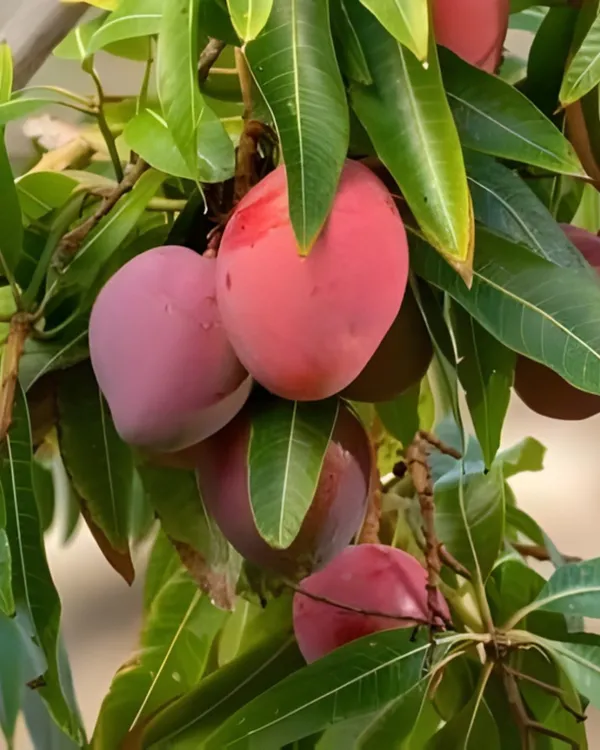 Sindhu_Mango_Plant_|_Grafted_High-Yield_Variety_|_Sweet_Fiberless_Aromatic_Fruits_|_Fast_Growing_|_Ideal_for_Pots_&_Gardens_|_Healthy_Live_Plant_Guaranteed