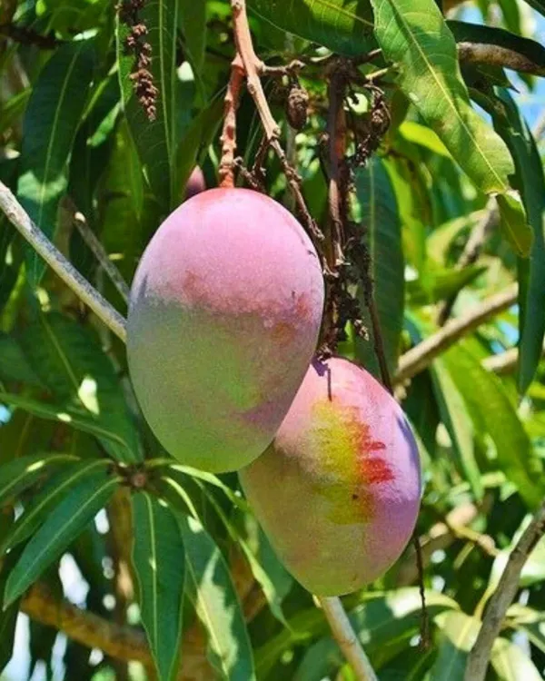 Sindhu_Mango_Plant_|_Grafted_High-Yield_Variety_|_Sweet_Fiberless_Aromatic_Fruits_|_Fast_Growing_|_Ideal_for_Pots_&_Gardens_|_Healthy_Live_Plant_Guaranteed
