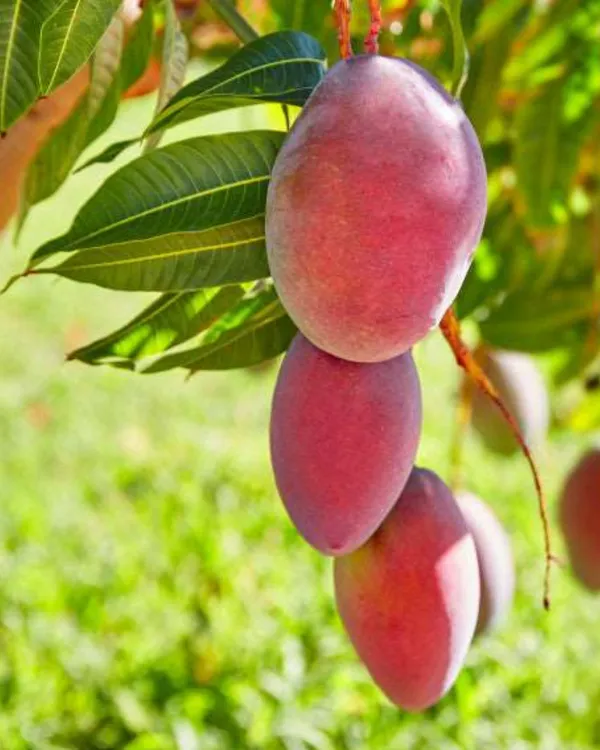 Sindhu_Mango_Plant_|_Grafted_High-Yield_Variety_|_Sweet_Fiberless_Aromatic_Fruits_|_Fast_Growing_|_Ideal_for_Pots_&_Gardens_|_Healthy_Live_Plant_Guaranteed