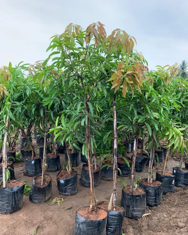 Sindhu_Mango_Plant_|_Grafted_High-Yield_Variety_|_Sweet_Fiberless_Aromatic_Fruits_|_Fast_Growing_|_Ideal_for_Pots_&_Gardens_|_Healthy_Live_Plant_Guaranteed