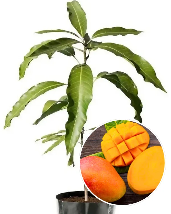 Seedless_Mango_Plant_|_Grafted_High-Yield_Variety_|_Sweet_Fiberless_Seed-Free_Fruits_|_Fast_Growing_|_Ideal_for_Pots_&_Gardens_|_Healthy_Live_Plant_Guaranteed