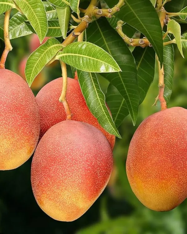 Seedless_Mango_Plant_|_Grafted_High-Yield_Variety_|_Sweet_Fiberless_Seed-Free_Fruits_|_Fast_Growing_|_Ideal_for_Pots_&_Gardens_|_Healthy_Live_Plant_Guaranteed