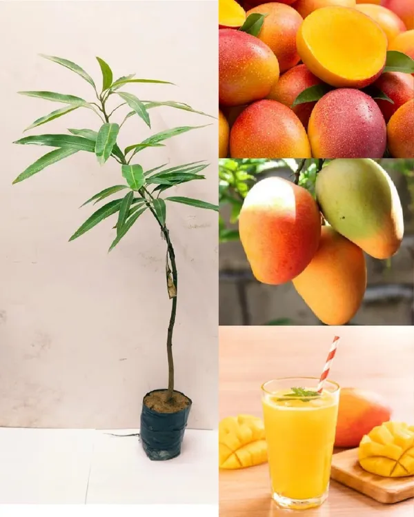 Seedless_Mango_Plant_|_Grafted_High-Yield_Variety_|_Sweet_Fiberless_Seed-Free_Fruits_|_Fast_Growing_|_Ideal_for_Pots_&_Gardens_|_Healthy_Live_Plant_Guaranteed
