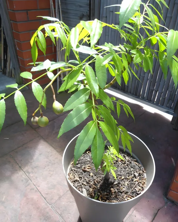 Hog_Plum_Plant_(All-Time_Variety)_|_Grafted_High-Yield_Variety_|_Sweet_Tangy_Fruits_|_Fast_Growing_|_Ideal_for_Pots_&_Gardens_|_Healthy_Live_Plant_Guaranteed