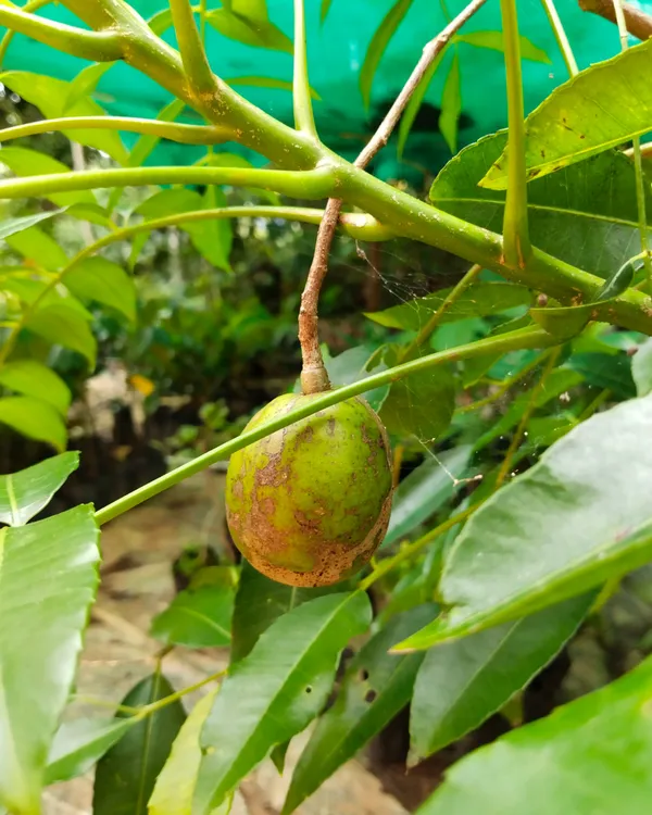 Hog_Plum_Plant_(All-Time_Variety)_|_Grafted_High-Yield_Variety_|_Sweet_Tangy_Fruits_|_Fast_Growing_|_Ideal_for_Pots_&_Gardens_|_Healthy_Live_Plant_Guaranteed