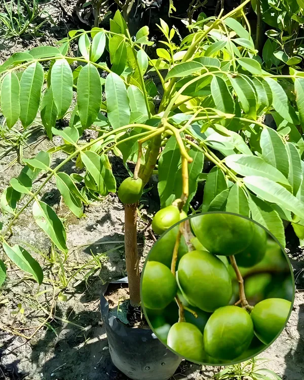 Hog_Plum_Plant_(All-Time_Variety)_|_Grafted_High-Yield_Variety_|_Sweet_Tangy_Fruits_|_Fast_Growing_|_Ideal_for_Pots_&_Gardens_|_Healthy_Live_Plant_Guaranteed