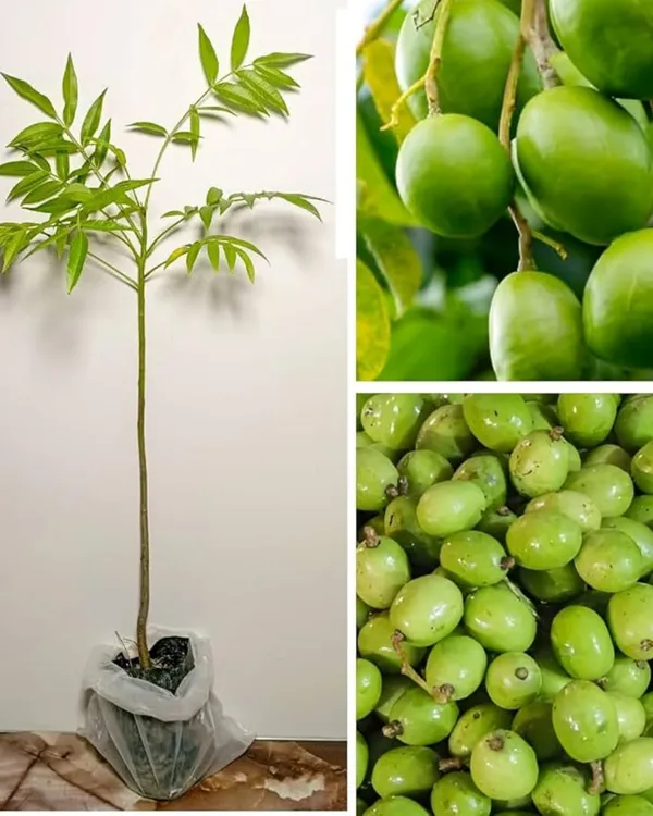 Hog_Plum_Plant_(All-Time_Variety)_|_Grafted_High-Yield_Variety_|_Sweet_Tangy_Fruits_|_Fast_Growing_|_Ideal_for_Pots_&_Gardens_|_Healthy_Live_Plant_Guaranteed