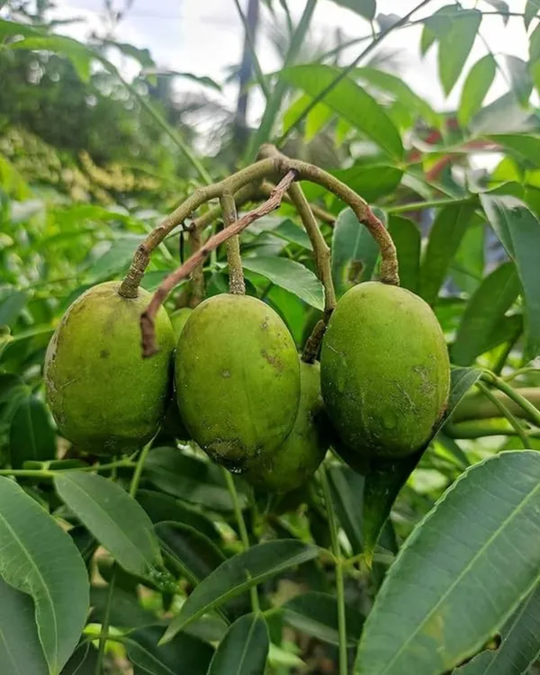 Hog_Plum_Plant_(All-Time_Variety)_|_Grafted_High-Yield_Variety_|_Sweet_Tangy_Fruits_|_Fast_Growing_|_Ideal_for_Pots_&_Gardens_|_Healthy_Live_Plant_Guaranteed