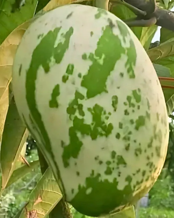 Variegated_Mango_Plant_|_Grafted_Rare_Premium_Ornamental_Variety_|_Sweet_Aromatic_Fruits_|_Beautiful_Dual-Color_Leaves_|_Ideal_for_Pots_&_Gardens_|_Healthy_Live_Plant_Guaranteed