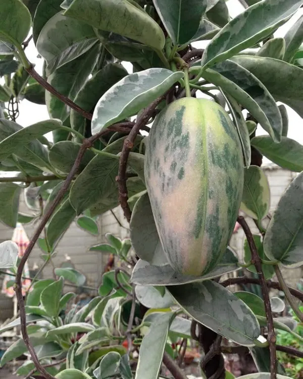 Variegated_Mango_Plant_|_Grafted_Rare_Premium_Ornamental_Variety_|_Sweet_Aromatic_Fruits_|_Beautiful_Dual-Color_Leaves_|_Ideal_for_Pots_&_Gardens_|_Healthy_Live_Plant_Guaranteed