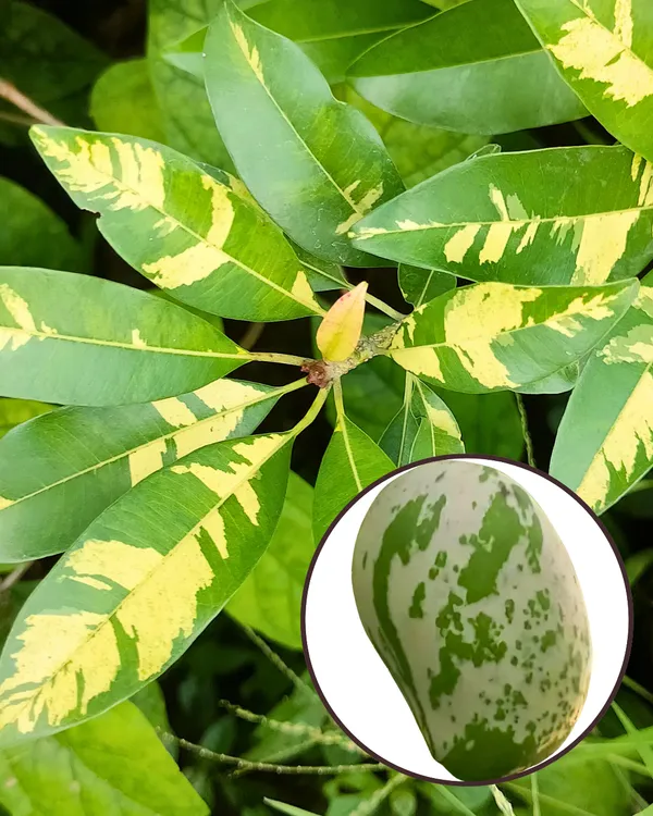 Variegated_Mango_Plant_|_Grafted_Rare_Premium_Ornamental_Variety_|_Sweet_Aromatic_Fruits_|_Beautiful_Dual-Color_Leaves_|_Ideal_for_Pots_&_Gardens_|_Healthy_Live_Plant_Guaranteed