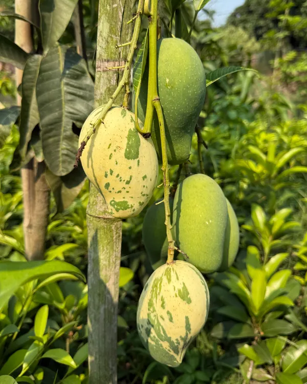 Variegated_Mango_Plant_|_Grafted_Rare_Premium_Ornamental_Variety_|_Sweet_Aromatic_Fruits_|_Beautiful_Dual-Color_Leaves_|_Ideal_for_Pots_&_Gardens_|_Healthy_Live_Plant_Guaranteed