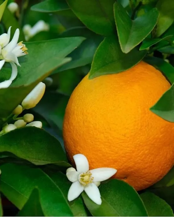 Cara_Cara_Orange_Plant_|_Grafted_Variety_|_Sweet_Pink-Flesh_Oranges_|_High_Yield_|_Fast_Growing_|_Ideal_for_Pots_&_Gardens_|_Healthy_Live_Plant_Guaranteed