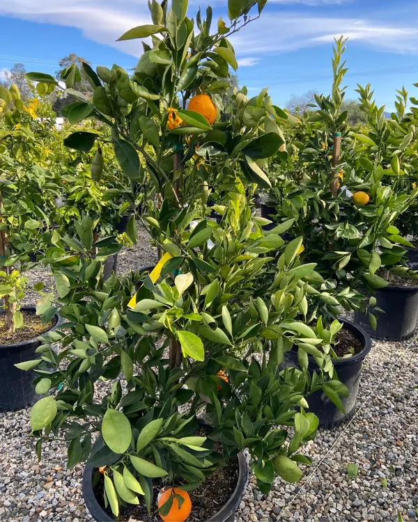 Cara_Cara_Orange_Plant_|_Grafted_Variety_|_Sweet_Pink-Flesh_Oranges_|_High_Yield_|_Fast_Growing_|_Ideal_for_Pots_&_Gardens_|_Healthy_Live_Plant_Guaranteed
