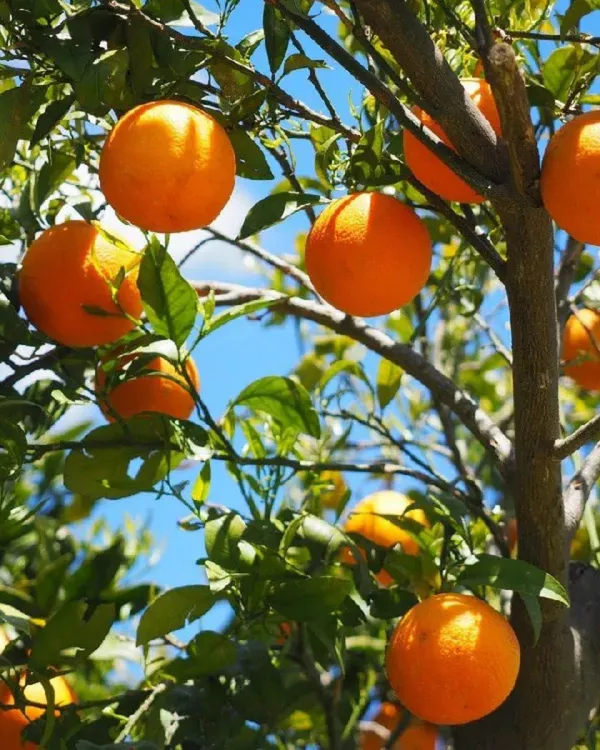 Cara_Cara_Orange_Plant_|_Grafted_Variety_|_Sweet_Pink-Flesh_Oranges_|_High_Yield_|_Fast_Growing_|_Ideal_for_Pots_&_Gardens_|_Healthy_Live_Plant_Guaranteed