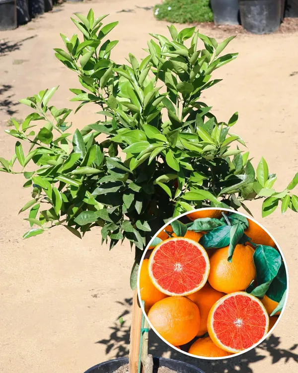 Cara_Cara_Orange_Plant_|_Grafted_Variety_|_Sweet_Pink-Flesh_Oranges_|_High_Yield_|_Fast_Growing_|_Ideal_for_Pots_&_Gardens_|_Healthy_Live_Plant_Guaranteed