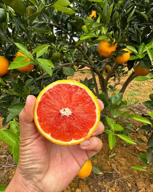 Cara_Cara_Orange_Plant_|_Grafted_Variety_|_Sweet_Pink-Flesh_Oranges_|_High_Yield_|_Fast_Growing_|_Ideal_for_Pots_&_Gardens_|_Healthy_Live_Plant_Guaranteed