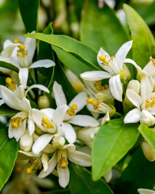 Cara_Cara_Orange_Plant_|_Grafted_Variety_|_Sweet_Pink-Flesh_Oranges_|_High_Yield_|_Fast_Growing_|_Ideal_for_Pots_&_Gardens_|_Healthy_Live_Plant_Guaranteed