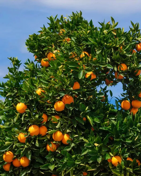 Cara_Cara_Orange_Plant_|_Grafted_Variety_|_Sweet_Pink-Flesh_Oranges_|_High_Yield_|_Fast_Growing_|_Ideal_for_Pots_&_Gardens_|_Healthy_Live_Plant_Guaranteed
