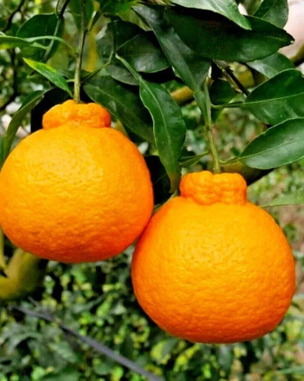 Dekopon_Orange_Plant_|_Grafted_Seedless_Variety_|_Extra_Sweet_Juicy_Fruits_|_High_Yield_|_Fast_Growing_|_Ideal_for_Pots_&_Gardens_|_Healthy_Live_Plant_Guaranteed