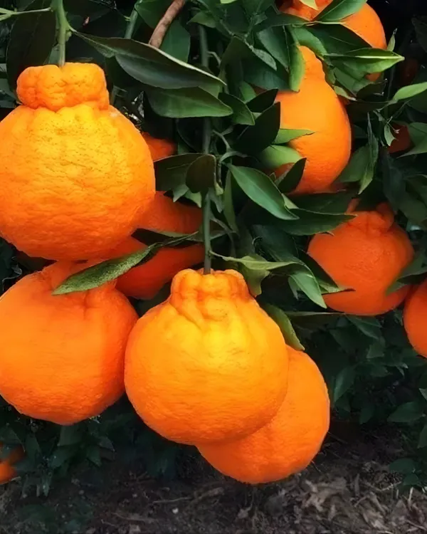 Dekopon_Orange_Plant_|_Grafted_Seedless_Variety_|_Extra_Sweet_Juicy_Fruits_|_High_Yield_|_Fast_Growing_|_Ideal_for_Pots_&_Gardens_|_Healthy_Live_Plant_Guaranteed