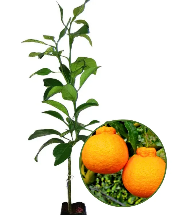 Dekopon_Orange_Plant_|_Grafted_Seedless_Variety_|_Extra_Sweet_Juicy_Fruits_|_High_Yield_|_Fast_Growing_|_Ideal_for_Pots_&_Gardens_|_Healthy_Live_Plant_Guaranteed