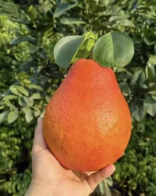 Dekopon_Orange_Plant_|_Grafted_Seedless_Variety_|_Extra_Sweet_Juicy_Fruits_|_High_Yield_|_Fast_Growing_|_Ideal_for_Pots_&_Gardens_|_Healthy_Live_Plant_Guaranteed