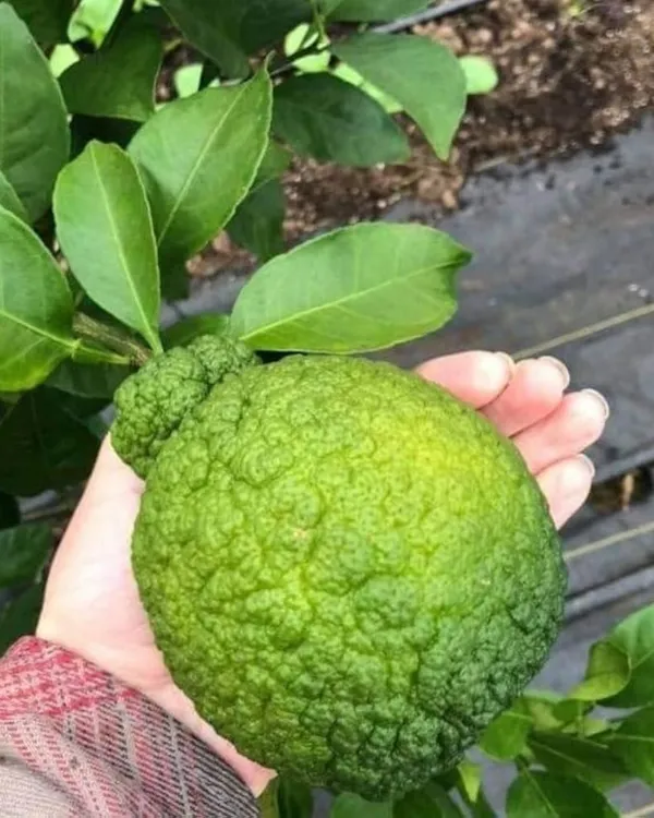 Dekopon_Orange_Plant_|_Grafted_Seedless_Variety_|_Extra_Sweet_Juicy_Fruits_|_High_Yield_|_Fast_Growing_|_Ideal_for_Pots_&_Gardens_|_Healthy_Live_Plant_Guaranteed