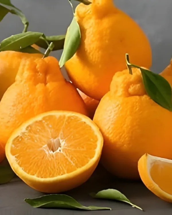 Dekopon_Orange_Plant_|_Grafted_Seedless_Variety_|_Extra_Sweet_Juicy_Fruits_|_High_Yield_|_Fast_Growing_|_Ideal_for_Pots_&_Gardens_|_Healthy_Live_Plant_Guaranteed
