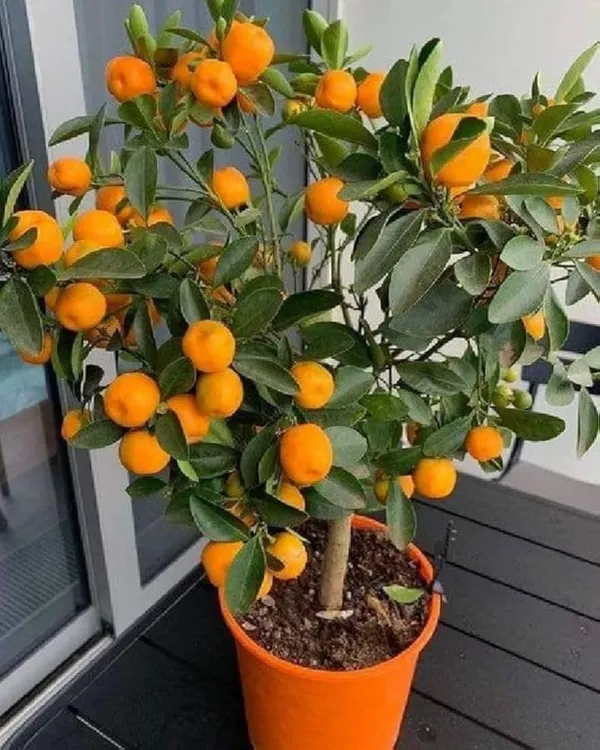 Chataki_Orange_Plant_|_Grafted_High-Yield_Variety_|_Sweet_Juicy_Fruits_|_Fast_Growing_|_Ideal_for_Pots_&_Gardens_|_Healthy_Live_Plant_Guaranteed