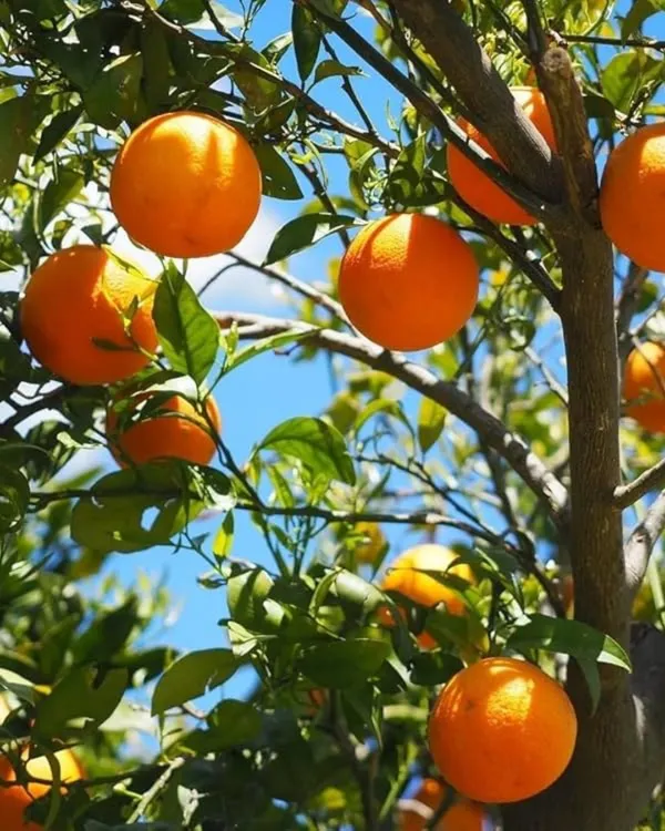 Chataki_Orange_Plant_|_Grafted_High-Yield_Variety_|_Sweet_Juicy_Fruits_|_Fast_Growing_|_Ideal_for_Pots_&_Gardens_|_Healthy_Live_Plant_Guaranteed