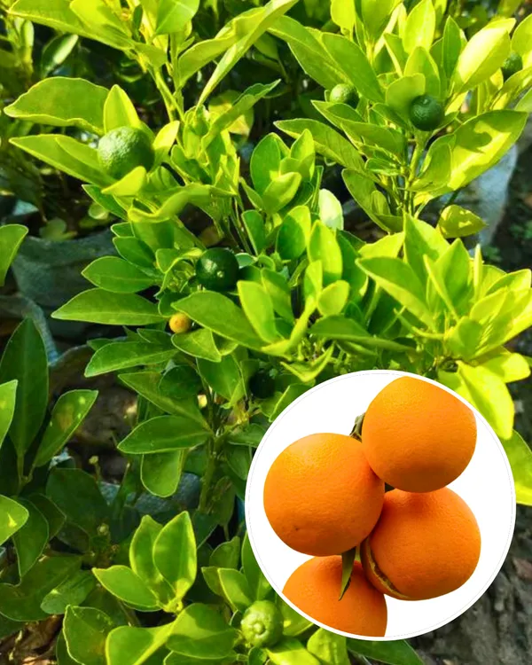 Chataki_Orange_Plant_|_Grafted_High-Yield_Variety_|_Sweet_Juicy_Fruits_|_Fast_Growing_|_Ideal_for_Pots_&_Gardens_|_Healthy_Live_Plant_Guaranteed