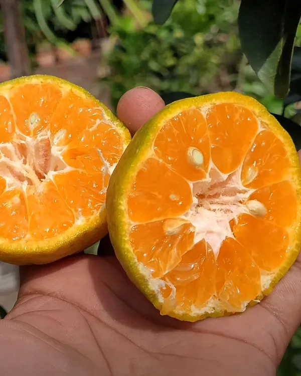Chataki_Orange_Plant_|_Grafted_High-Yield_Variety_|_Sweet_Juicy_Fruits_|_Fast_Growing_|_Ideal_for_Pots_&_Gardens_|_Healthy_Live_Plant_Guaranteed