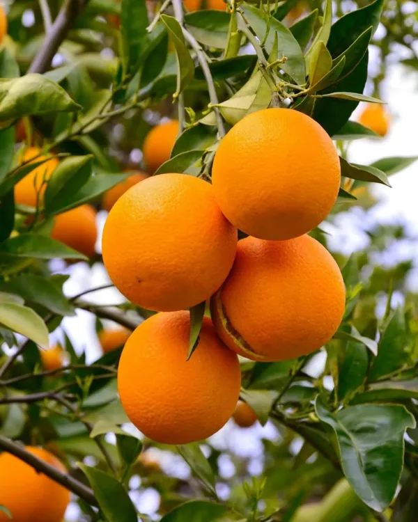 Chataki_Orange_Plant_|_Grafted_High-Yield_Variety_|_Sweet_Juicy_Fruits_|_Fast_Growing_|_Ideal_for_Pots_&_Gardens_|_Healthy_Live_Plant_Guaranteed