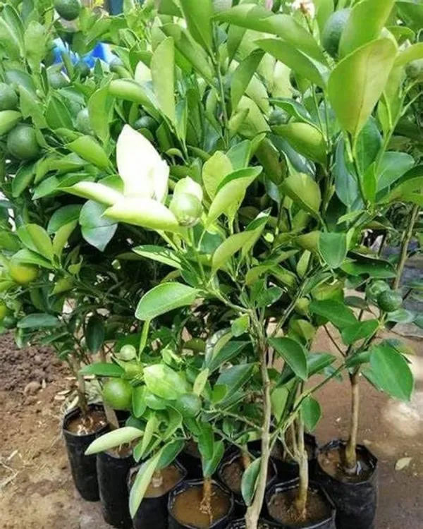 Chataki_Orange_Plant_|_Grafted_High-Yield_Variety_|_Sweet_Juicy_Fruits_|_Fast_Growing_|_Ideal_for_Pots_&_Gardens_|_Healthy_Live_Plant_Guaranteed