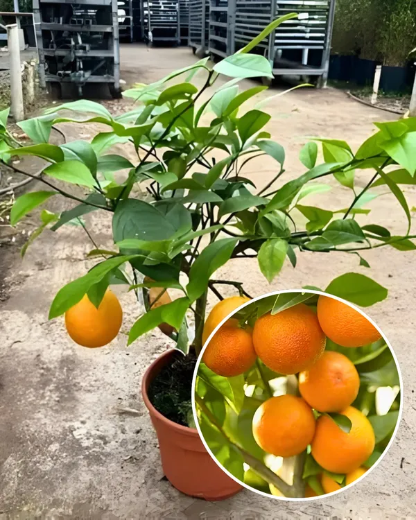 Ram_Rangan_Orange_Plant_|_Grafted_High-Yield_Variety_|_Sweet_Juicy_Aromatic_Fruits_|_Fast_Growing_|_Ideal_for_Pots_&_Gardens_|_Healthy_Live_Plant_Guaranteed