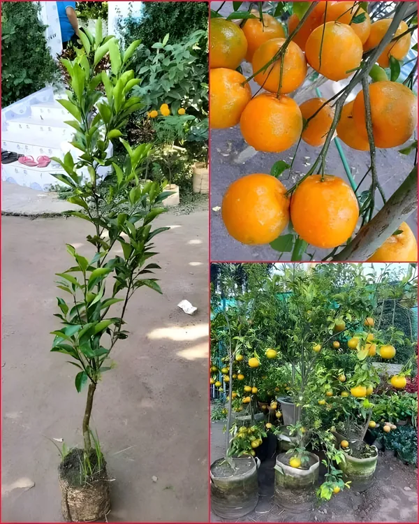 Ram_Rangan_Orange_Plant_|_Grafted_High-Yield_Variety_|_Sweet_Juicy_Aromatic_Fruits_|_Fast_Growing_|_Ideal_for_Pots_&_Gardens_|_Healthy_Live_Plant_Guaranteed