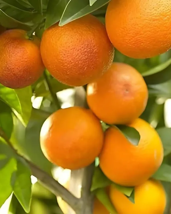 Ram_Rangan_Orange_Plant_|_Grafted_High-Yield_Variety_|_Sweet_Juicy_Aromatic_Fruits_|_Fast_Growing_|_Ideal_for_Pots_&_Gardens_|_Healthy_Live_Plant_Guaranteed