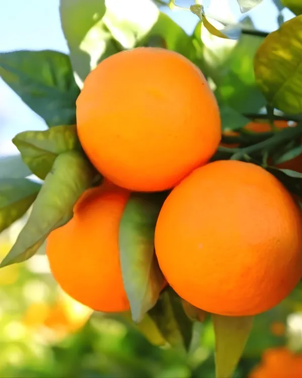 Ram_Rangan_Orange_Plant_|_Grafted_High-Yield_Variety_|_Sweet_Juicy_Aromatic_Fruits_|_Fast_Growing_|_Ideal_for_Pots_&_Gardens_|_Healthy_Live_Plant_Guaranteed