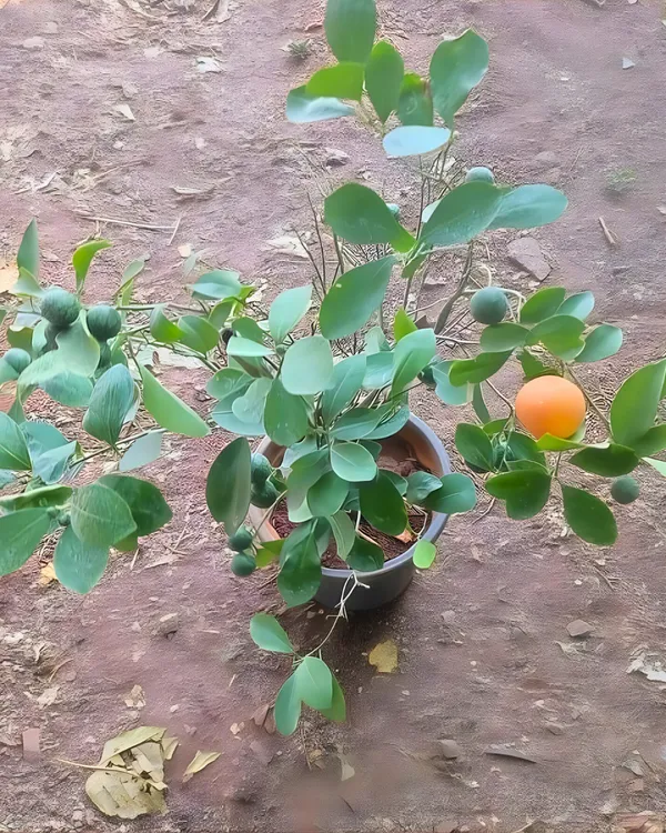 Ram_Rangan_Orange_Plant_|_Grafted_High-Yield_Variety_|_Sweet_Juicy_Aromatic_Fruits_|_Fast_Growing_|_Ideal_for_Pots_&_Gardens_|_Healthy_Live_Plant_Guaranteed
