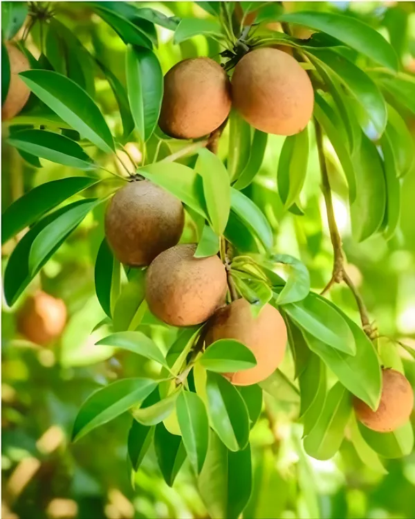 Cricket_Ball_Chiku_Plant_|_Grafted_High-Yield_Variety_|_Sweet_Soft_Pulp_Fruits_|_Fast_Growing_|_Ideal_for_Pots_&_Gardens_|_Healthy_Live_Plant_Guaranteed