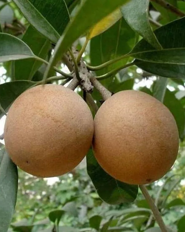 Cricket_Ball_Chiku_Plant_|_Grafted_High-Yield_Variety_|_Sweet_Soft_Pulp_Fruits_|_Fast_Growing_|_Ideal_for_Pots_&_Gardens_|_Healthy_Live_Plant_Guaranteed