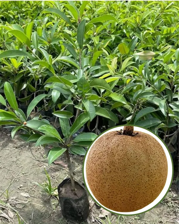 Cricket_Ball_Chiku_Plant_|_Grafted_High-Yield_Variety_|_Sweet_Soft_Pulp_Fruits_|_Fast_Growing_|_Ideal_for_Pots_&_Gardens_|_Healthy_Live_Plant_Guaranteed