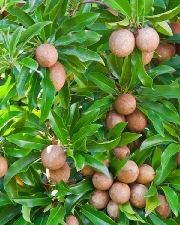 Cricket_Ball_Chiku_Plant_|_Grafted_High-Yield_Variety_|_Sweet_Soft_Pulp_Fruits_|_Fast_Growing_|_Ideal_for_Pots_&_Gardens_|_Healthy_Live_Plant_Guaranteed