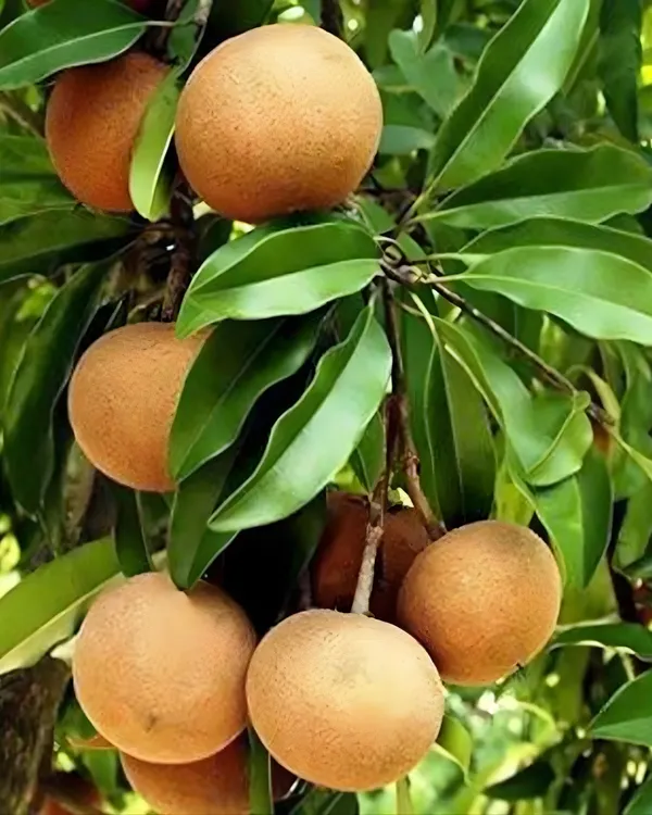 Cricket_Ball_Chiku_Plant_|_Grafted_High-Yield_Variety_|_Sweet_Soft_Pulp_Fruits_|_Fast_Growing_|_Ideal_for_Pots_&_Gardens_|_Healthy_Live_Plant_Guaranteed