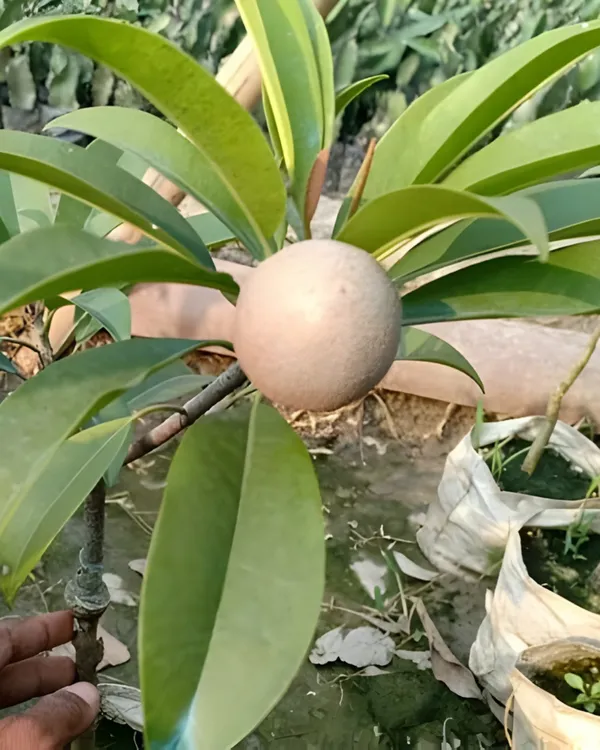 Cricket_Ball_Chiku_Plant_|_Grafted_High-Yield_Variety_|_Sweet_Soft_Pulp_Fruits_|_Fast_Growing_|_Ideal_for_Pots_&_Gardens_|_Healthy_Live_Plant_Guaranteed