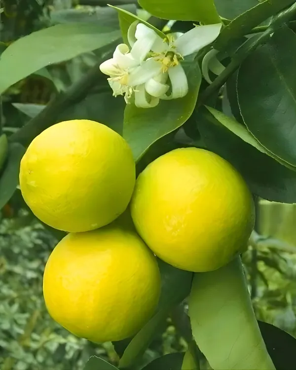 Punjabi_Mosambi_Plant_(Yellow_Variety)_|_Grafted_High-Yield_Sweet_Lime_|_Sweet_Juicy_Fruits_|_Fast_Growing_|_Ideal_for_Pots_&_Gardens_|_Healthy_Live_Plant_Guaranteed