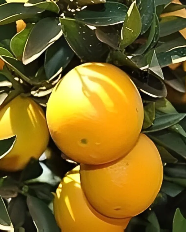 Punjabi_Mosambi_Plant_(Yellow_Variety)_|_Grafted_High-Yield_Sweet_Lime_|_Sweet_Juicy_Fruits_|_Fast_Growing_|_Ideal_for_Pots_&_Gardens_|_Healthy_Live_Plant_Guaranteed