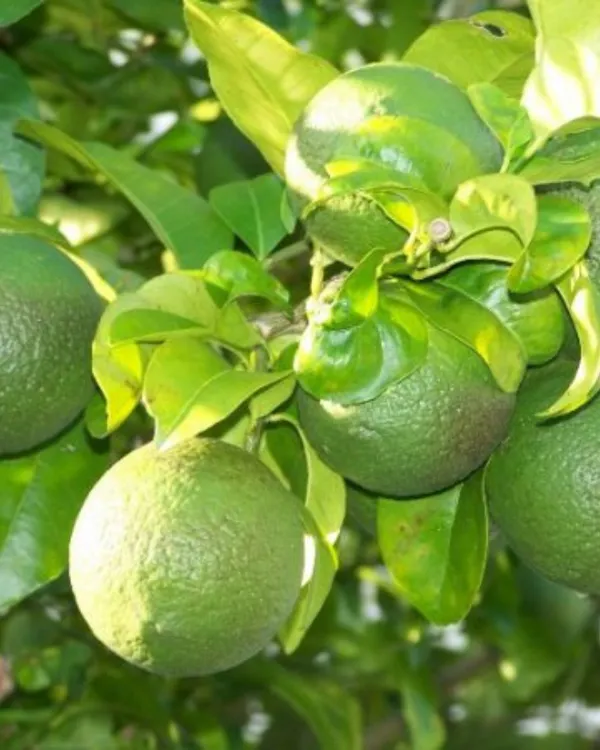 Punjabi_Mosambi_Plant_(Yellow_Variety)_|_Grafted_High-Yield_Sweet_Lime_|_Sweet_Juicy_Fruits_|_Fast_Growing_|_Ideal_for_Pots_&_Gardens_|_Healthy_Live_Plant_Guaranteed